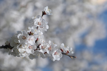 Branch with beautiful apricot blossom on white nature background