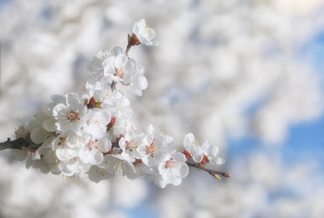 Branch with beautiful apricot blossom on white nature background