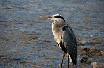 Bird in the Kamo River
