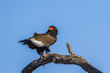 Bateleur Eagle in Kruger National park, South Africa