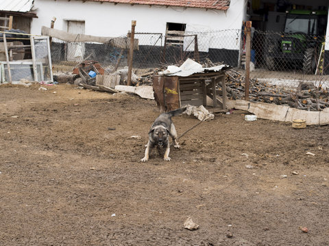 dog in a country house front yard in middle anatolia, in Eskisehir, Turkey 