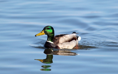 Male wild duck,mallard duck (Anas platyrhynchos) swimming at the river Danube,in Belgrade,Zemun,Serbia.