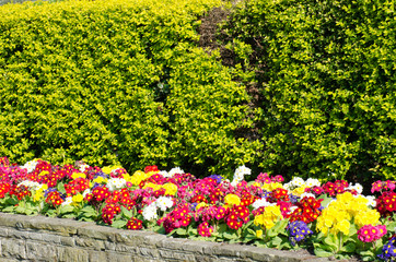 Row of coloured primroses below hedge
