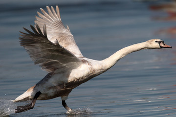 Mute Swan is taking off from water. Swan running on water at River Danube in Zemun, Belgrade,Serbia.