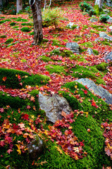 Fallen leaves