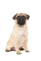 Cute sitting young pug dog looking at the camera isolated on a white background