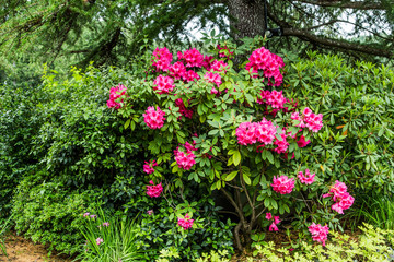 Pink Rhododendrons in Forest Garden