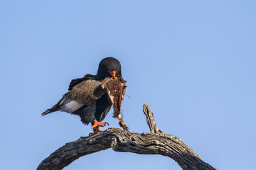 Bateleur Eagle in Kruger National park, South Africa