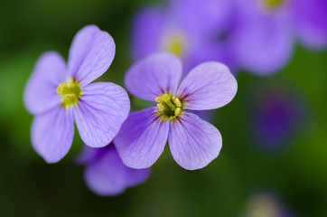 Flower detail in spring