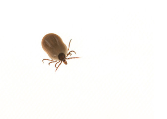 Tick filled with blood isolated on a white background