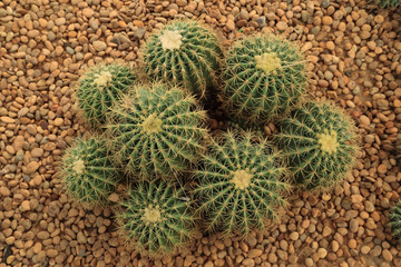 Group of Cactus with thorns on pebble ground.