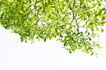 Green leaf isolated on white background,