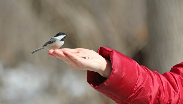 m&eacute;sange &agrave; t&ecirc;te noire