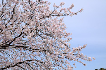 今井の桜　千葉県白井市の桜並木