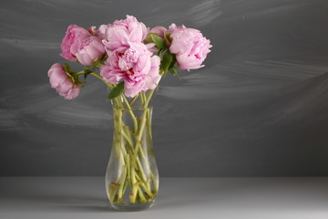 Pink peony flowers with leaves on gray background.