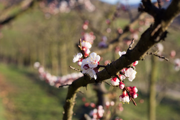Apricot Flowers