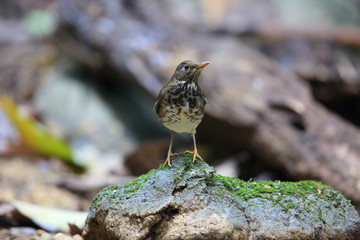 Japanese thrush (Turdus cardis) in Cuc Phoung National Park, Vietnam