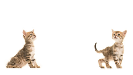 Two cute tabby turkish angora baby cats both looking up with a space for text between them isolated on a white background