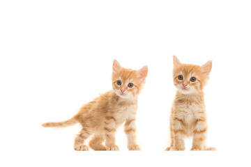 Two standing ginger turkish angora baby cats isolated on a white background