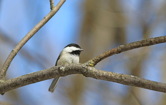 m&eacute;sange &agrave; t&ecirc;te noire