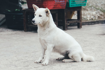 White Thai Stray Dog Sitting on a Walk Way Looking for Something