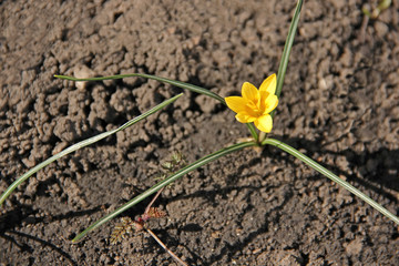 Spring primroses. Crocuses