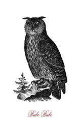 Obraz premium The Eurasian eagle-owl (Bubo bubo) is one of the largest species of owl. For millennia it has been regarded as a symbol of wisdom.