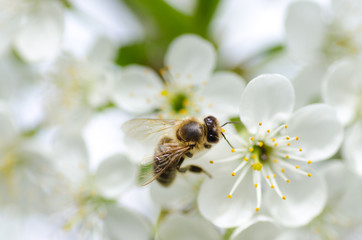 Bee in action detail