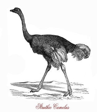 The ostrich (Struthio camelus) is  a large flightless birds native to Africa. It can run at up to about 70 km/h (19 m/s; 43 mph), the fastest land speed of any bird