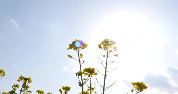 Canola field at the sunny sky in handheld shot