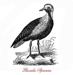 The European golden plover (Pluvialis apricaria) is a largish plover. The genus name is Latin and means relating to rain, from pluvia, - obrazy, fototapety, plakaty