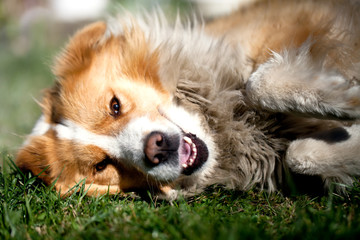 Naklejka na ściany i meble happy dog portrait in spring fields, close-up animal friend background