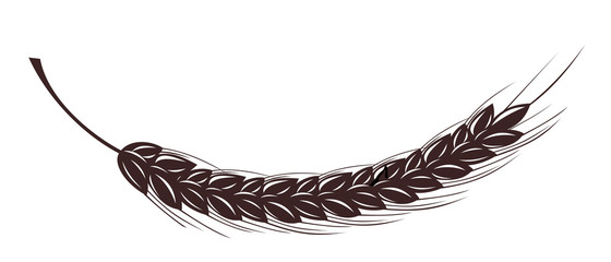 Spike of wheat isolated on white background.