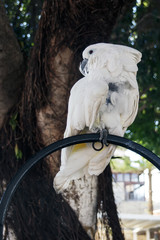 A large white parrot