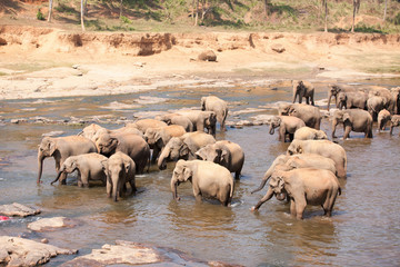 Fototapeta na wymiar Indian elephants bathing in the river.