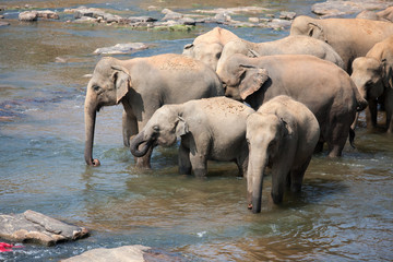Fototapeta premium Indian elephants bathing in the river.