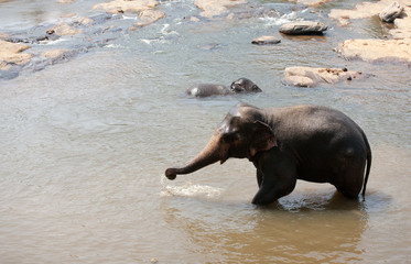 Indian elephants bathing in the river.