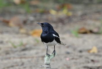 magpie
