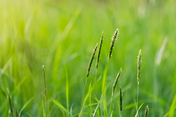 detail of grasses field