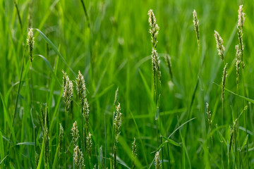 detail of grasses field