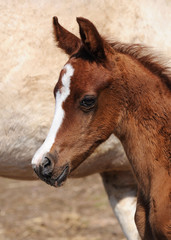 Fototapeta premium The portrait red new born purebred Arabian foal