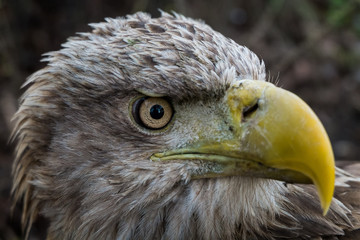 Eagle Close Up Portrait