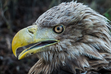 Eagle Close Up Portrait