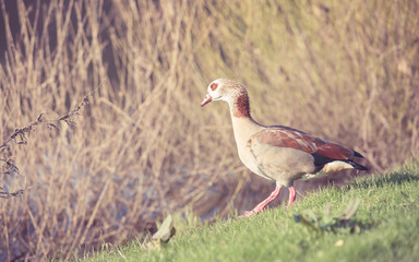 Entenfamilie