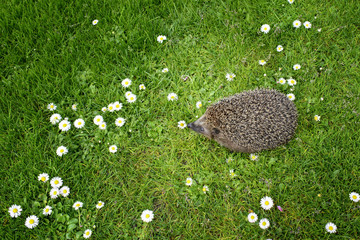 Igel - Im Garten - Draufsicht