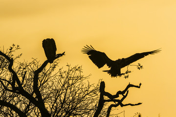 Cape vulture in Kruger National park, South Africa