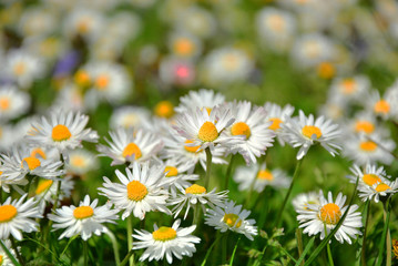 Fototapeta premium Beautiful daisies flowers