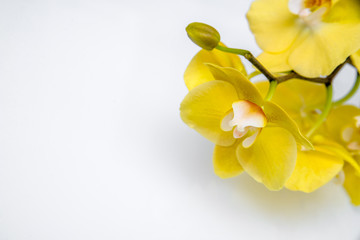 Branch yellow Orchid lying on white glass