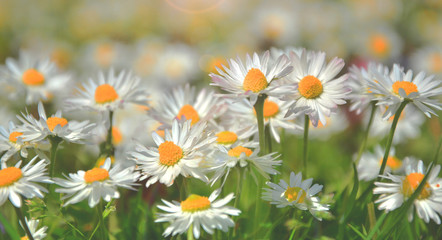 Beautiful daisies flowers