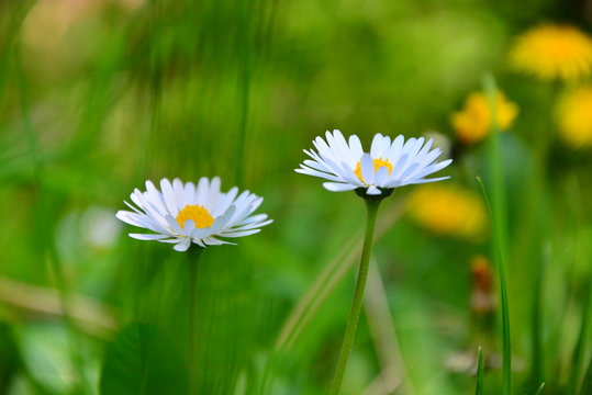 Beautiful daisies flowers